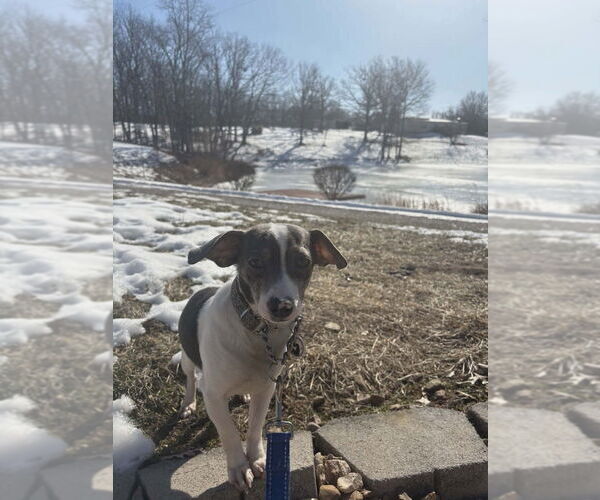 Medium Photo #4 Chiweenie Puppy For Sale in Foristell, MO, USA