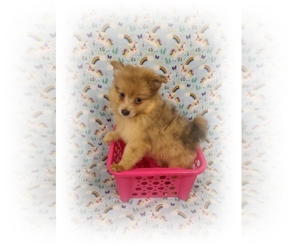 Medium Photo #4 Pomeranian Puppy For Sale in CLARKSVILLE, TN, USA