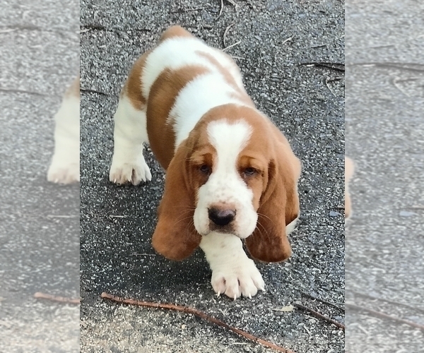 Medium Photo #14 Basset Hound Puppy For Sale in NEWBERN, TN, USA