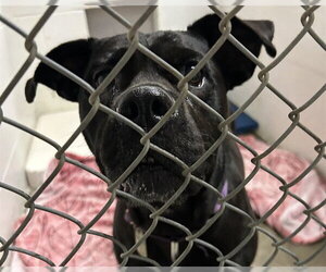 Mutt Dogs for adoption in Olathe, KS, USA