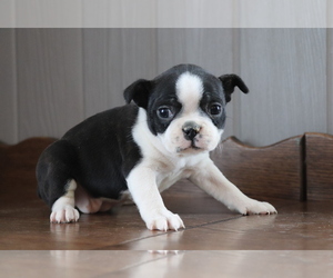 Boston Terrier Puppy for sale in SHILOH, OH, USA