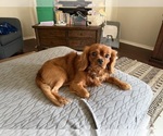 Carl - Male Cavalier King Charles Spaniel Dog for Adoption - Small photo