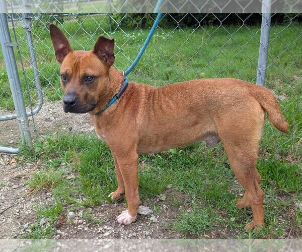 Medium Photo #3 Mutt Puppy For Sale in Anniston, AL, USA