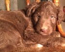 Small Photo #19 Aussiedoodle Puppy For Sale in ARBA, IN, USA