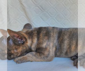 French Bulldog Puppy for sale in LONGMONT, CO, USA