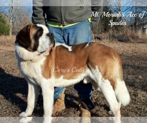 Saint Bernard Puppy for sale in ELKLAND, MO, USA