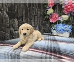 Small Photo #1 Golden Retriever Puppy For Sale in HAMPTONVILLE, NC, USA