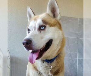 Siberian Husky Dogs for adoption in Omaha, NE, USA