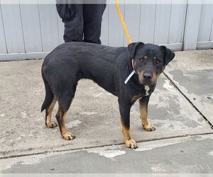 Mutt Dogs for adoption in Louisville, KY, USA