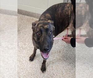 Plott Hound-Unknown Mix Dogs for adoption in Pueblo, CO, USA