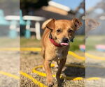 Small #1 Chihuahua Mix