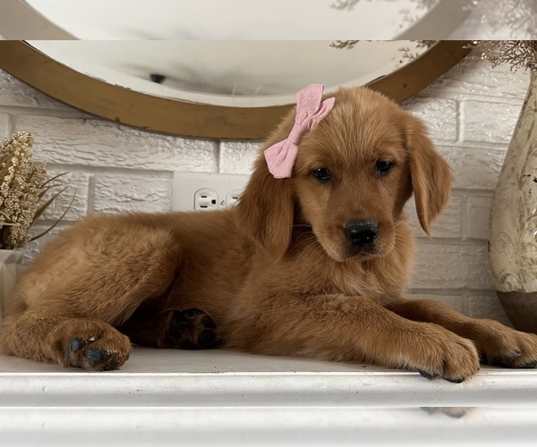 Medium Photo #3 Golden Retriever Puppy For Sale in DENTON, TX, USA