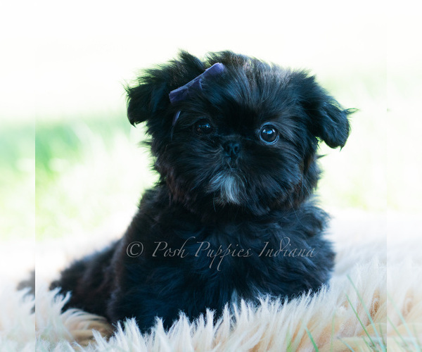 Medium Photo #4 Shih Tzu Puppy For Sale in WARSAW, IN, USA