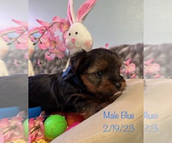 Medium Photo #9 Yorkshire Terrier Puppy For Sale in SACRAMENTO, CA, USA