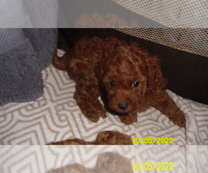 Poodle (Toy) Puppy for sale in DULUTH, GA, USA