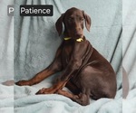 Small #7 Doberman Pinscher