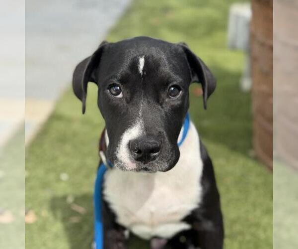 Medium Photo #2 Labrador Retriever-Unknown Mix Puppy For Sale in San Diego, CA, USA