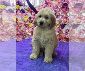 Goldendoodle Puppy for sale in BRANDON, FL, USA