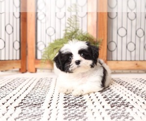 Mal-Shi Puppy for sale in NAPLES, FL, USA