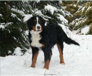 Mother of the Bernese Mountain Dog puppies born on 11/07/2022
