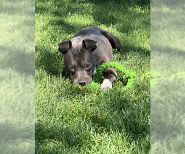 Medium Photo #6 Mutt Puppy For Sale in Crete, IL, USA