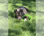 Small #5 Mutt