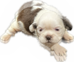 Puppy 1 Shih Tzu