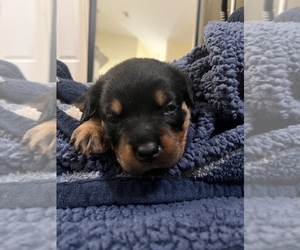 Rottweiler Puppy for sale in CLEARWATER, FL, USA