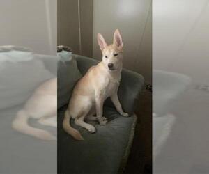 - Mix Dogs for adoption in San Antonio, TX, USA