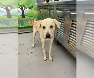 Labrador Retriever-Unknown Mix Dogs for adoption in Waco, TX, USA