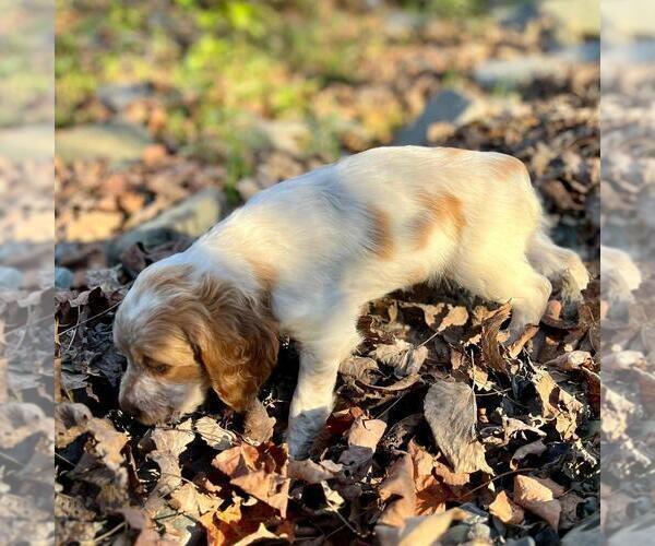 Medium Photo #2 Brittany Puppy For Sale in BERKSHIRE, NY, USA