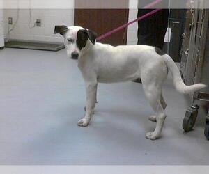 Labrador Retriever-Unknown Mix Dogs for adoption in Fayetteville, NC, USA