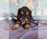 Theodore - Male Bernedoodle (Miniature) Puppy for Sale - Photo #3