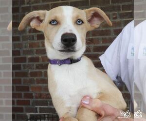 Australian Shepherd-Unknown Mix Dogs for adoption in Washington, DC, USA