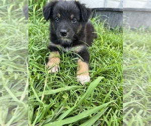 Australian Shepherd Puppy for sale in GREENVILLE, TX, USA