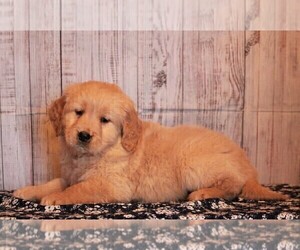 Golden Retriever Puppy for sale in APPLE CREEK, OH, USA