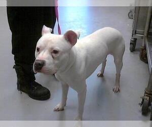 Medium American Pit Bull Terrier Mix