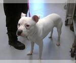 Small American Pit Bull Terrier Mix