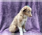 Small #6 Australian Shepherd