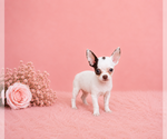 Small #8 Chihuahua