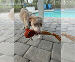 Small #17 Catahoula Leopard Dog Mix