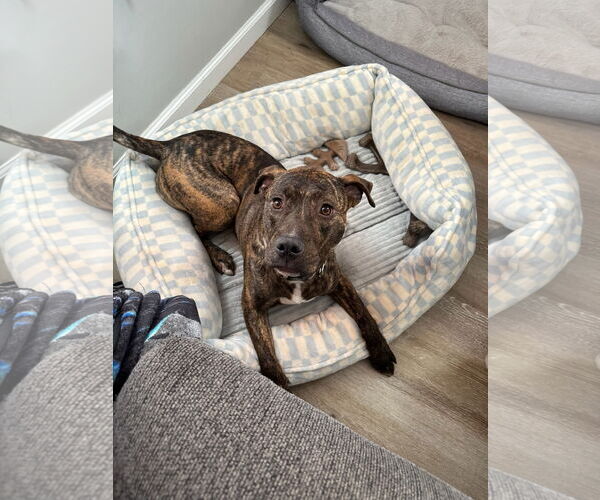 Medium Photo #3 Bullboxer Pit Puppy For Sale in Spotsylvania, VA, USA