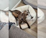 Small #2 Bullboxer Pit