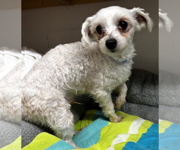 Medium Photo #3 Maltese Puppy For Sale in Pacolet, SC, USA