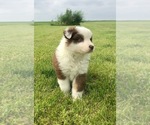 Small Photo #9 Australian Shepherd Puppy For Sale in ROBERTS, IL, USA