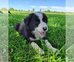 Puppy Eco Border Collie