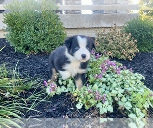 Australian Shepherd Puppy for sale in LODA, IL, USA