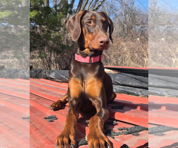 Medium Photo #1 Doberman Pinscher Puppy For Sale in Minneaoplis, MN, USA