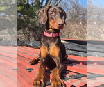 Small Photo #1 Doberman Pinscher Puppy For Sale in Minneaoplis, MN, USA
