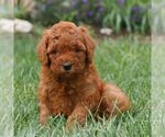 Small Miniature Labradoodle